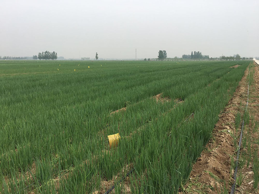 Scallion Planting Base