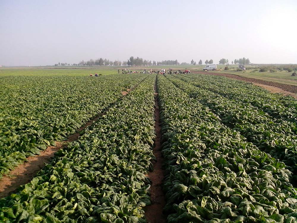 Komatsu vegetable planting base