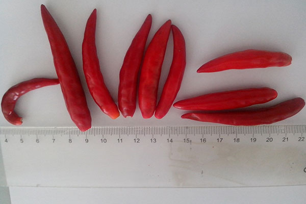 Frozen Chilli1.jpg